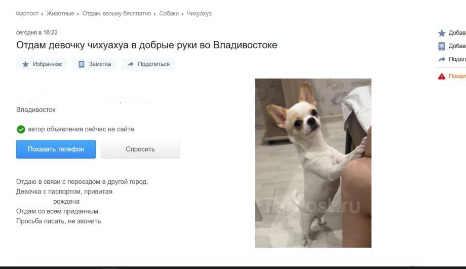 Мода на собак во Владивостоке обернулась эпидемией предательства