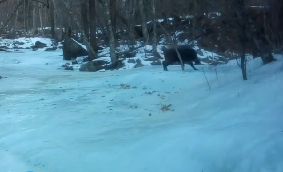 «Пумба» против наледи: фотоловушка в Приморье засняла неравный бой кабанчика со льдом