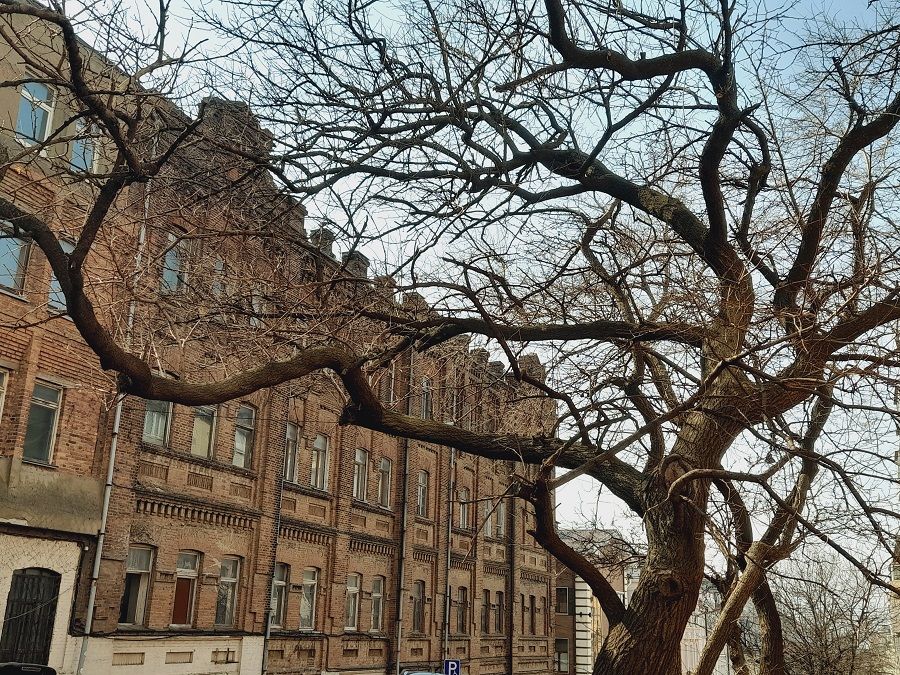 Настоящая весна пришла во Владивосток