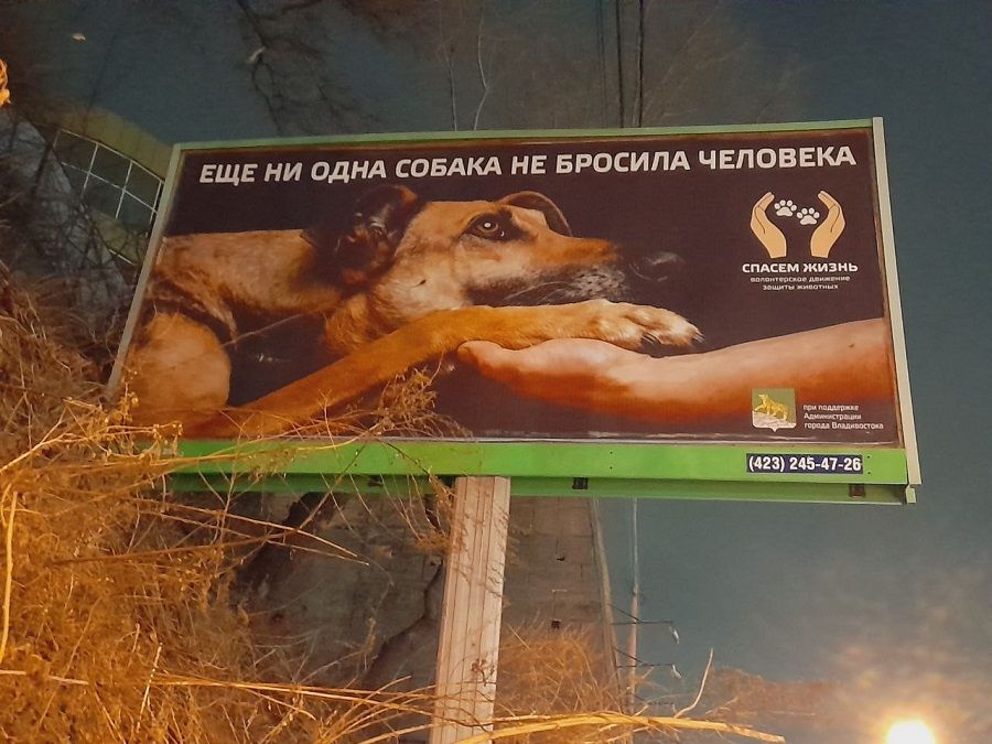 Мода на собак во Владивостоке обернулась эпидемией предательства