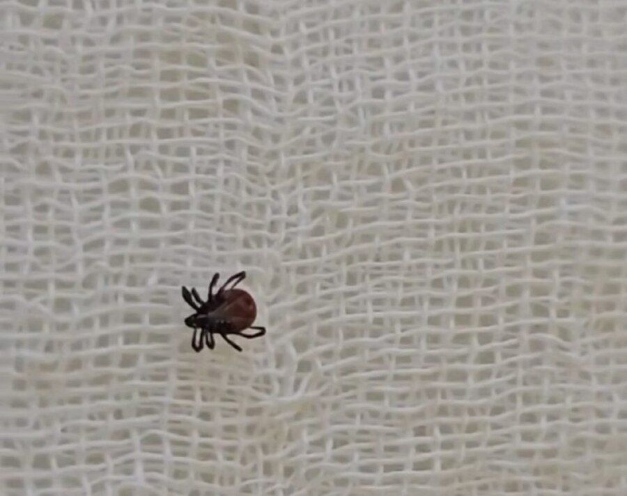 Сезон официально открыт: первого клеща в Приморье направили на исследование