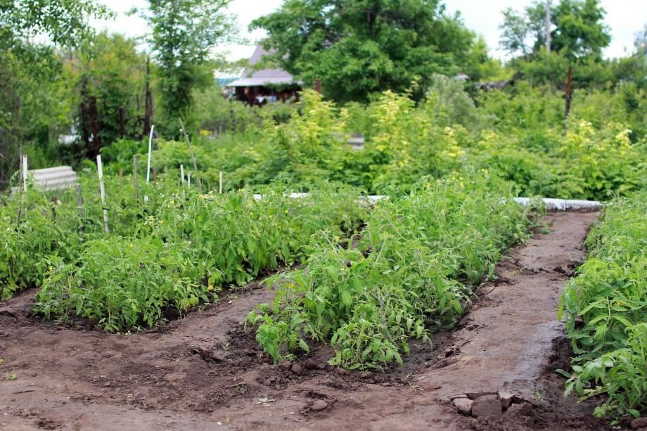 Какие огородные культуры выгоднее всего сажать в 2026 году