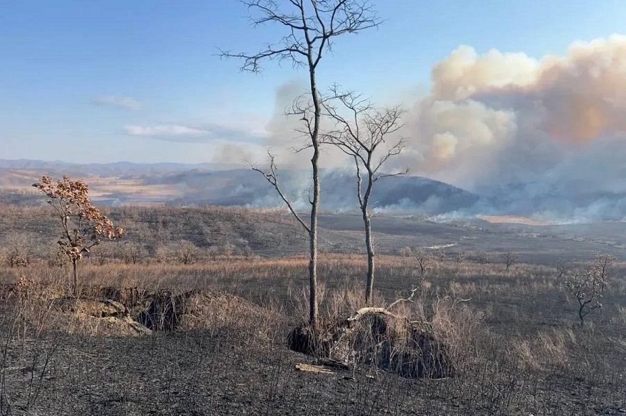 Тысячи гектаров Хасанского округа Приморья выгорали четыре дня