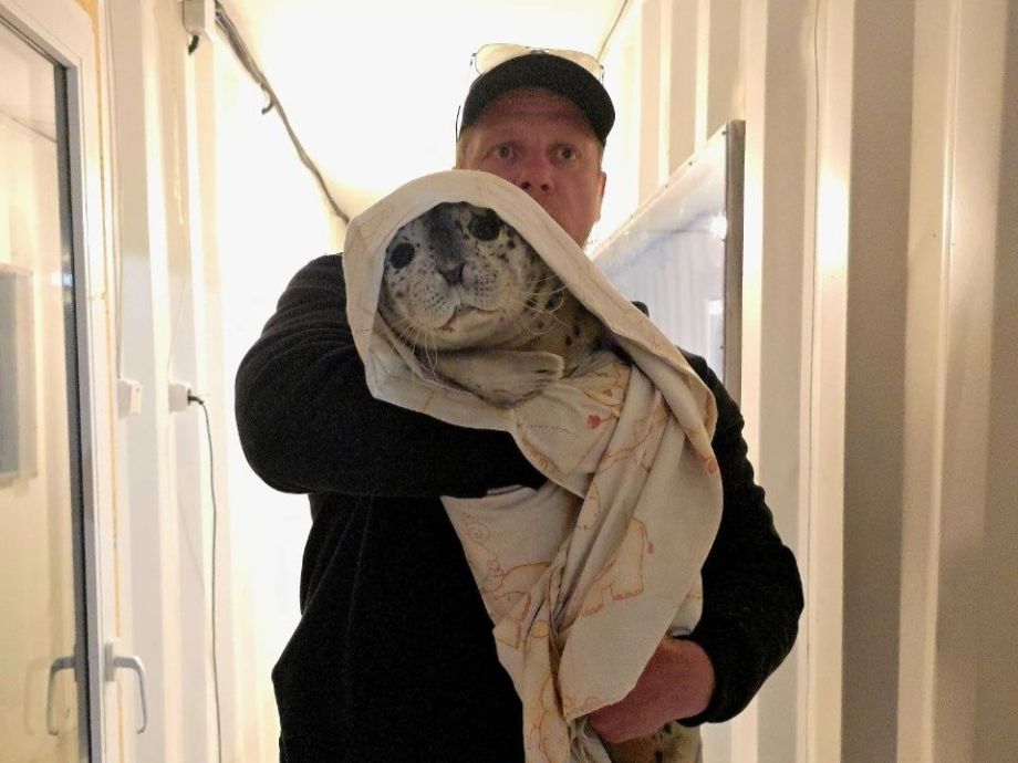 Сразу два новых ластоногих пациента поступили в центр реабилитации в Приморье