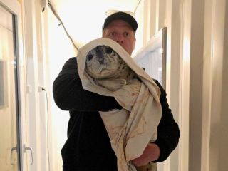 Сразу два новых ластоногих пациента поступили в центр реабилитации в Приморье