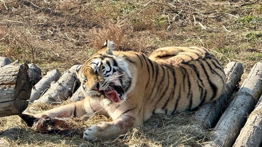 Больше 150 нападений: полосатые хищники терроризируют Приморские сёла