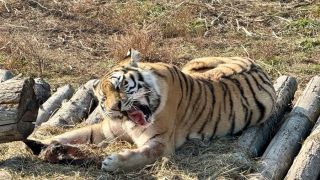 Больше 150 нападений: полосатые хищники терроризируют сёла Приморья