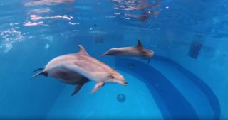 Необычный эксперимент провели с дельфинами в Приморье