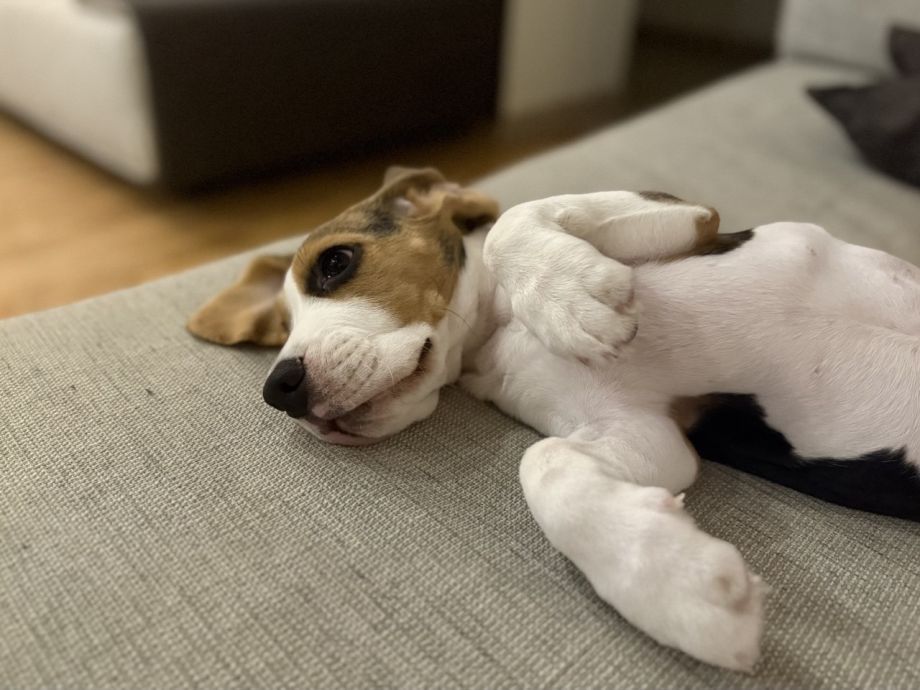 Доставщик с газовым пистолетом напал на женщину с собакой во Владивостоке