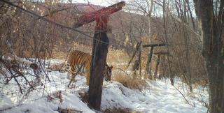 Необычная нарушительница карантина поймана на Дальнем Востоке