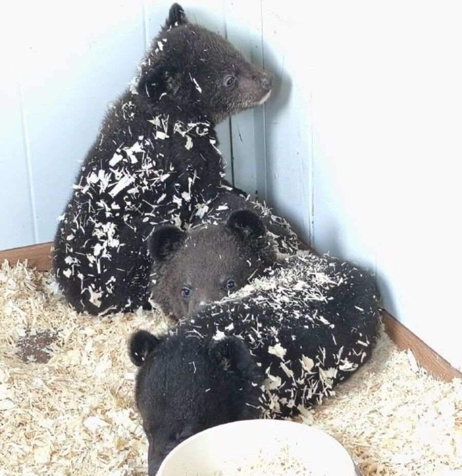 Сразу четверых медвежат выхаживают в Приморье