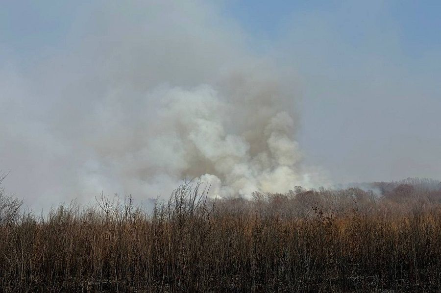 Более 550 гектаров выгорело в Приморье из‑за травяных палов