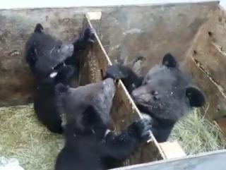 В Центре реабилитации в Приморье появился пятый медвежонок