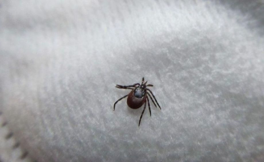 Активность клещей в Приморье растет