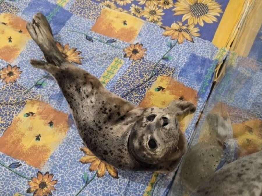 Приморские специалисты впервые за 20 лет нашли у тюленя сухопутных клещей