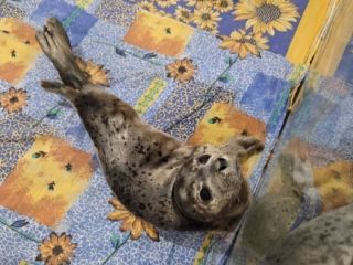 Приморские специалисты впервые за 20 лет нашли у тюленя сухопутных клещей