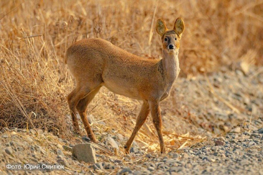 Популяция редкого вида неожиданно выросла в несколько раз в Приморье