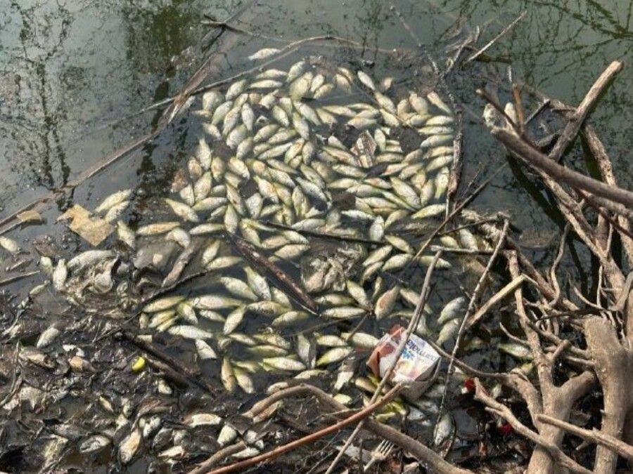 Экологическая катастрофа: массовая гибель рыбы обнаружена в Партизанске
