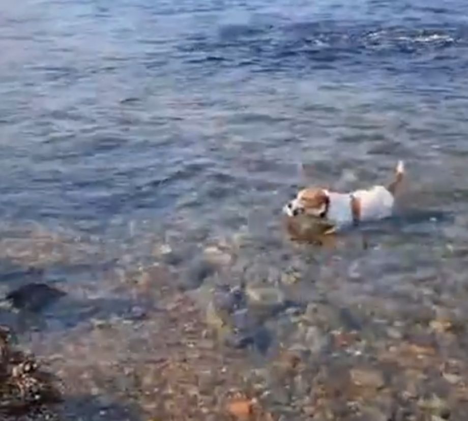 Рыбак со стажем и хвостом: пёс с Токаревского маяка раскачал китайские соцсети