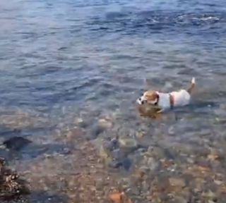 Рыбак со стажем и хвостом: пёс с Токаревского маяка раскачал китайские соцсети