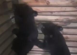 Фото: кадр видео | Специалисты центра реабилитации рассказали о состоянии медвежат-сирот в Приморье