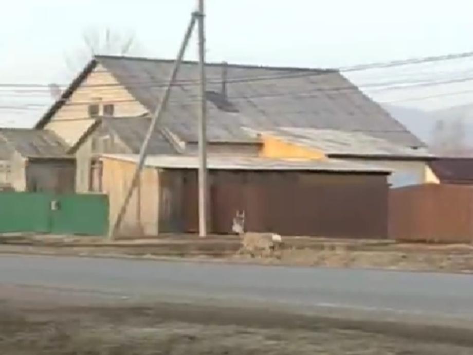 Бежала по селу: в Приморье косуля спасалась от стаи собак