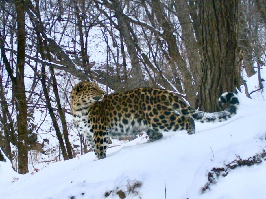 Пятнистые кошки: дальневосточных леопардов стало еще больше