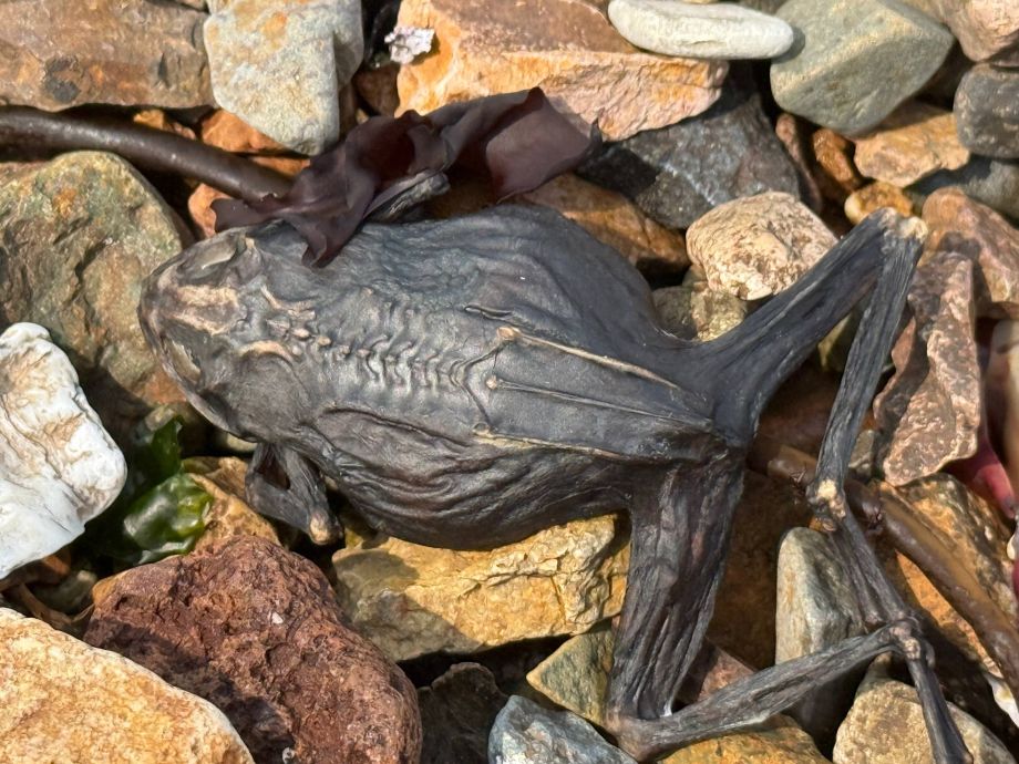 Массовая гибель краснокнижных лягушек во Владивостоке – ученые подозревают браконьеров