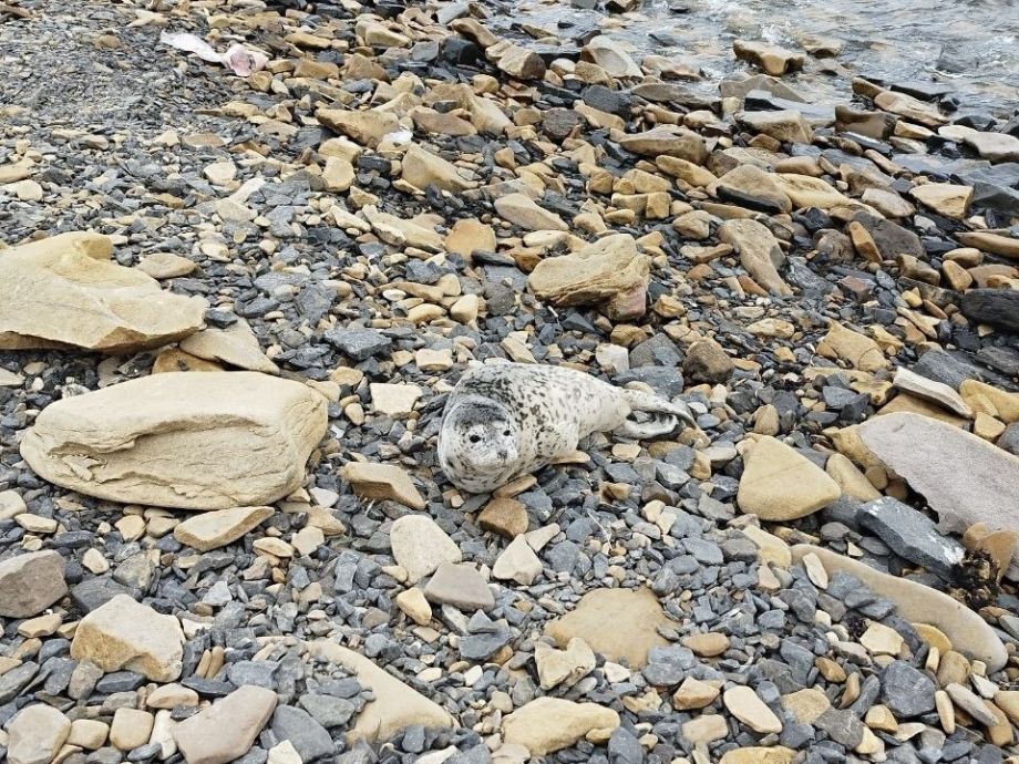 Органы просто отключались: в Приморье погиб один из спасенных тюленей