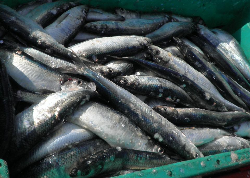 Фото: pixabay.com | Приморцев едва не накормили просроченной рыбой