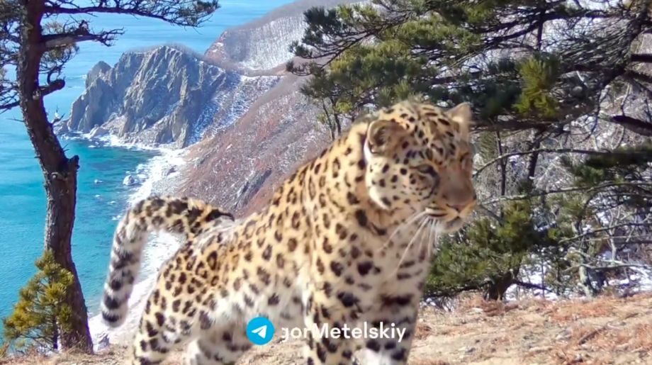 Самого дальневосточного в мире леопарда сняли на фоне морских пейзажей
