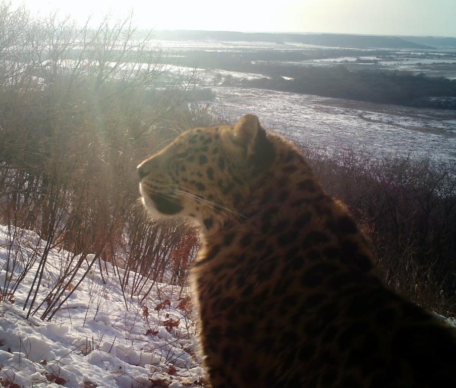 «Впервые в истории». Дальневосточный леопард расселяется на новых территориях