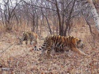 Специалисты рассказали о состоянии тигрят-сирот в Приморье