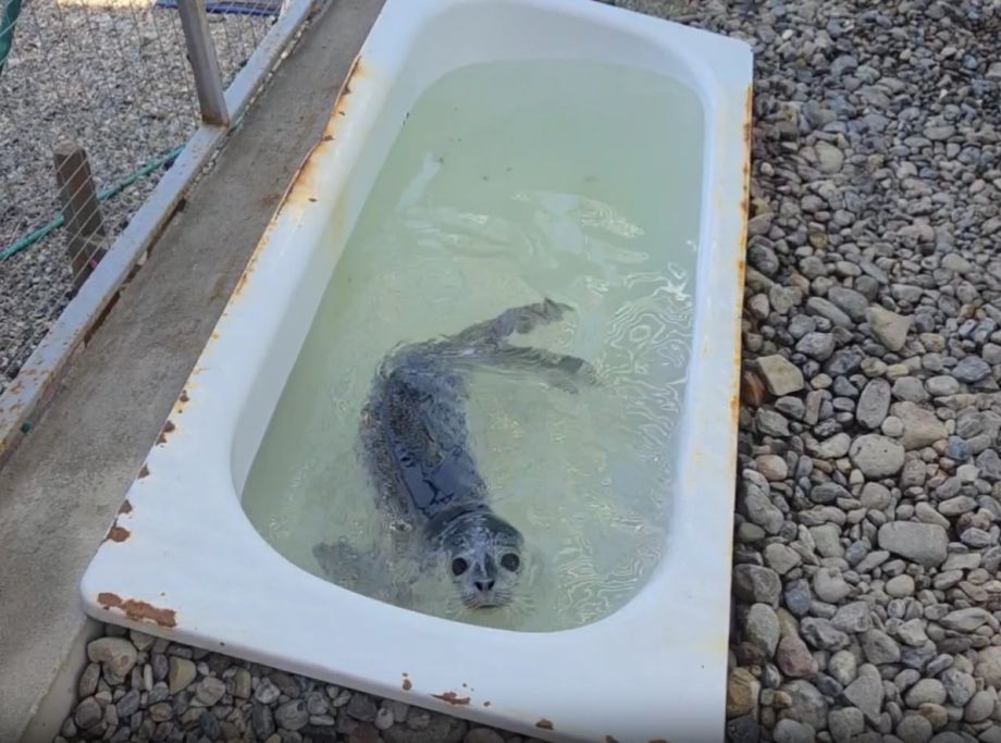 Специалисты приморского центра провели обследование одного из тюленей и приняли нового пациента