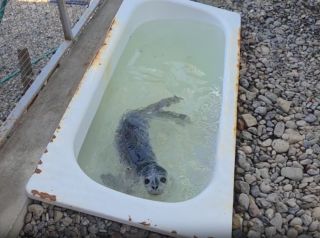 Специалисты приморского центра провели обследование одного из тюленей и приняли нового пациента