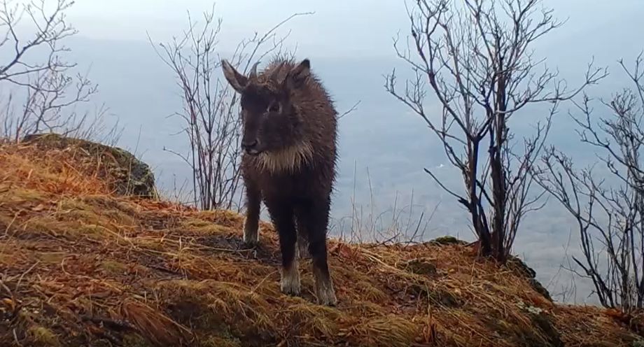 Уникальные кадры редчайшего животного получили в Приморье