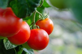 Фото: pixabay.com | Опытные садоводы рассказали, как не лишиться урожая томатов
