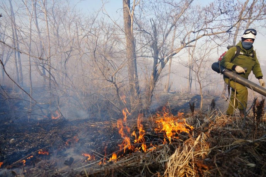 Природные пожары в Приморье: все скверы и парки во Владивостоке сгорели пять раз