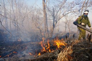 Природные пожары в Приморье: все скверы и парки во Владивостоке сгорели пять раз