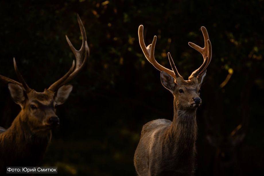 Популяция копытных в Приморском крае резко увеличилась и достигла рекордных значений