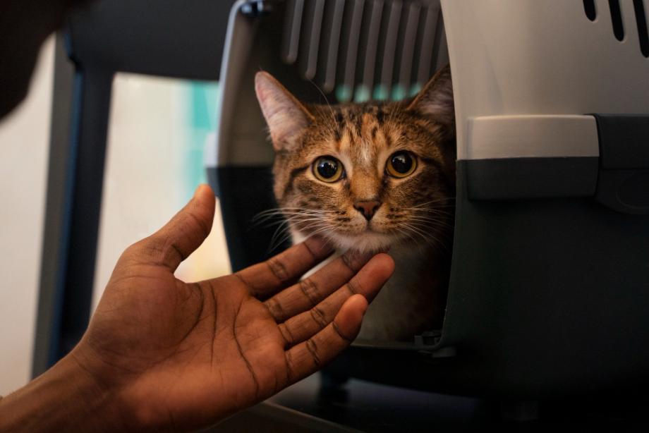 «Теперь не багаж»: авиакомпания одобрила перевозку животных в салоне