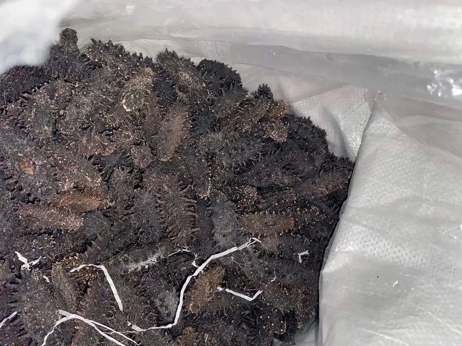 Приморские чекисты перехватили груз трепанга почти на два миллиона