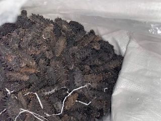 Приморские чекисты перехватили груз трепанга почти на два миллиона