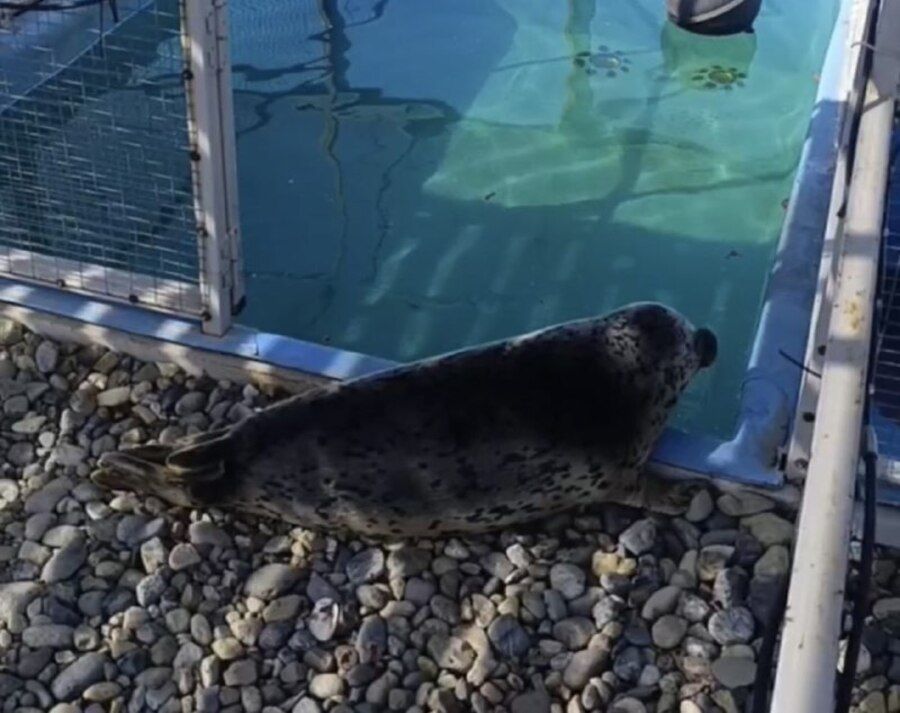 Спасенный тюлень из Приморья готовится вернуться в дикую природу