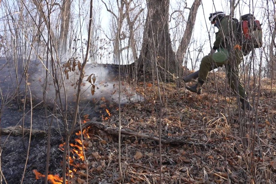 Пожары выходят из-под контроля в Приморье: выгорело более 100 гектаров