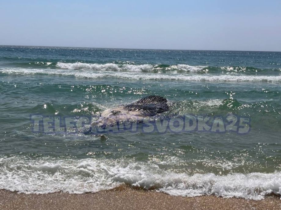 Очередного мёртвого кита обнаружили на побережье в Приморском крае