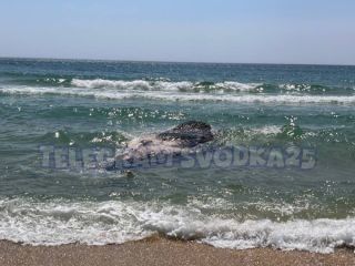 Очередного мёртвого кита обнаружили на побережье в Приморском крае