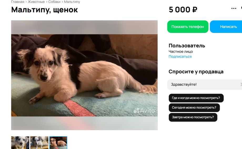 Покупали пуделя, продаём таксу: жительница Владивостока повелась на уловку мошенников