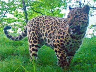 Фото: leopard-land | Тест PRIMPRESS: Что вы знаете о леопардах?