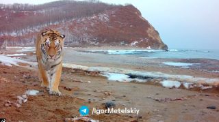 «Тигр-курортник» вышел на прогулку по пляжу Приморья